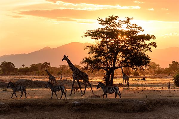 🐘 Top 10 Must-Visit National Parks in Tanzania for an Unforgettable Safari