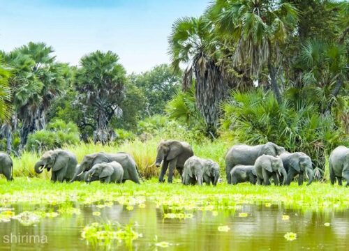 🦁 How to Plan a Tanzania Safari – Step-by-Step Guide for First-Time Travelers