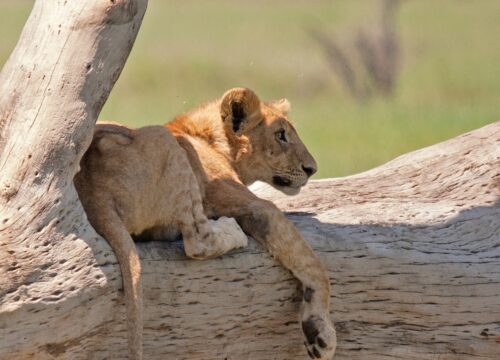 5-Day Nyerere & Mikumi Safari – Southern Tanzania Wildlife Adventure