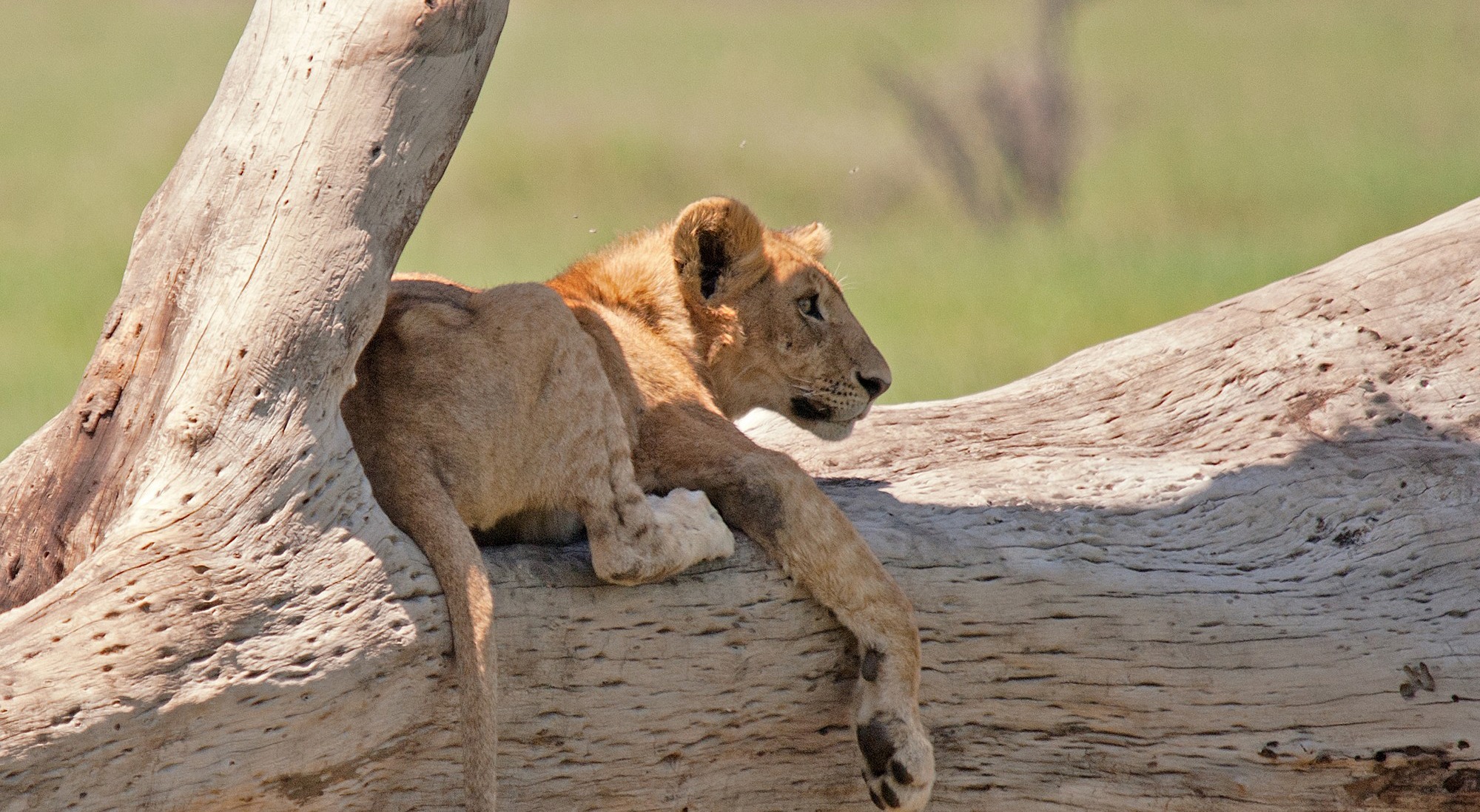 5-Day Nyerere & Mikumi Safari – Southern Tanzania Wildlife Adventure