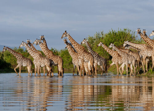 3-Day Nyerere National Park Safari from Dar es Salaam