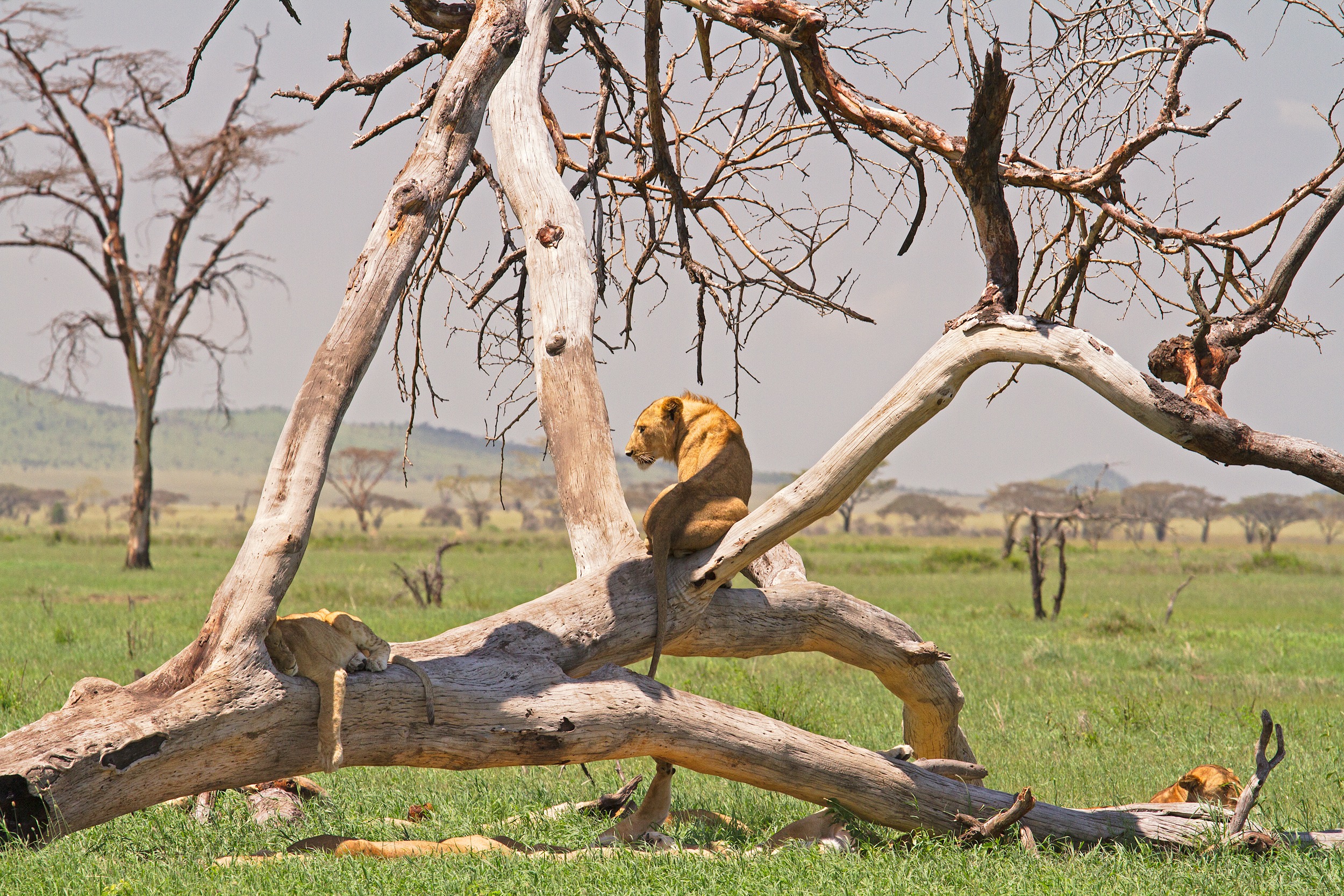 4-Day Mikumi Safari & Udzungwa Mountains Hike from Dar es Salaam