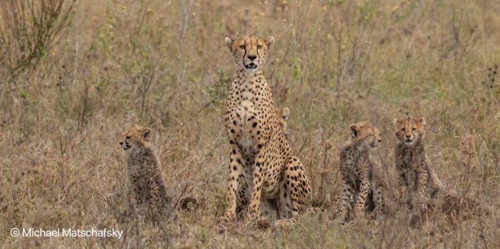 Best Safaris in Northern Tanzania: Serengeti, Ngorongoro, and Beyond