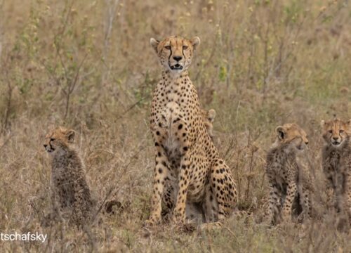 Best Safaris in Northern Tanzania: Serengeti, Ngorongoro, and Beyond