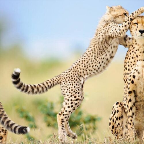10-Day Tanzania Safari & Zanzibar