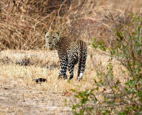 2-Day Mikumi Safari from Zanzibar