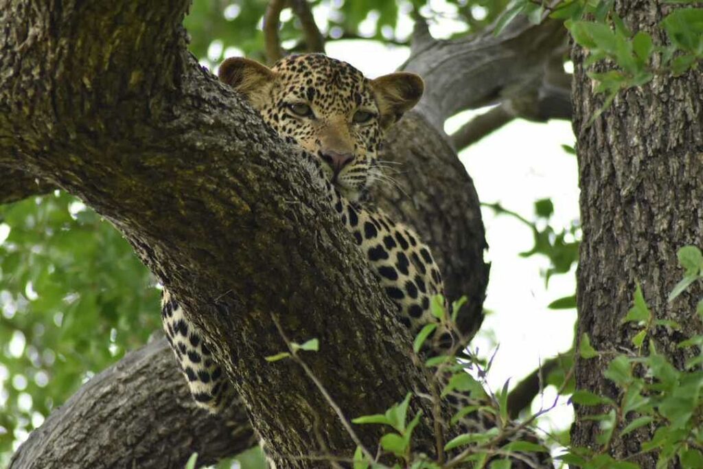 mikumi national park safari from dar es salaam