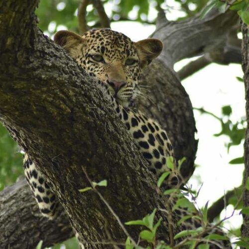 mikumi national park safari from dar es salaam