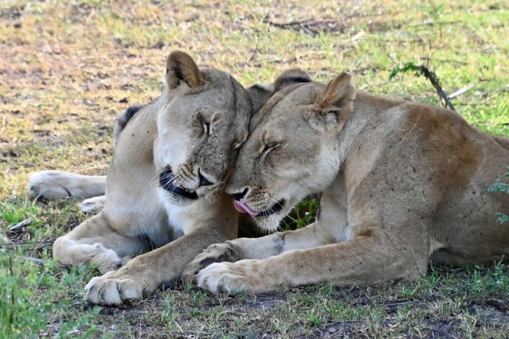 3-Day Nyerere Safari from Zanzibar