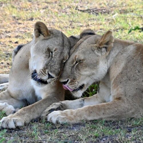 3-Day Nyerere Safari from Zanzibar
