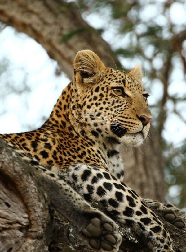9-Day Southern Safari & Zanzibar