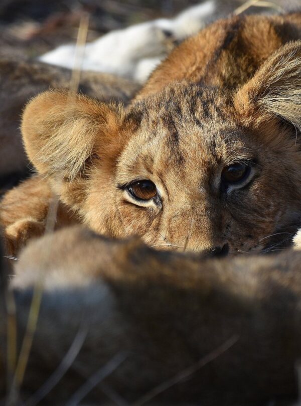 14-Day Tanzania Safari & Zanzibar