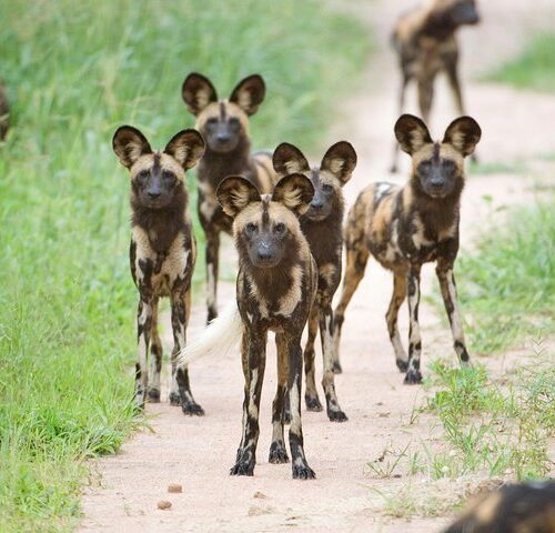 hunting/wild dogs in ruaha national park safari