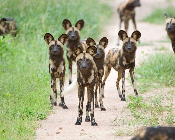 hunting/wild dogs in ruaha national park safari