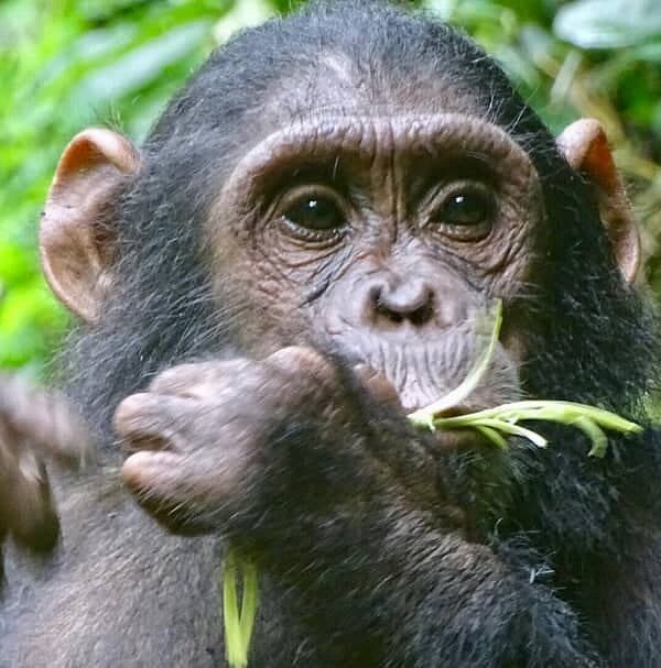 chimpanzee trekking