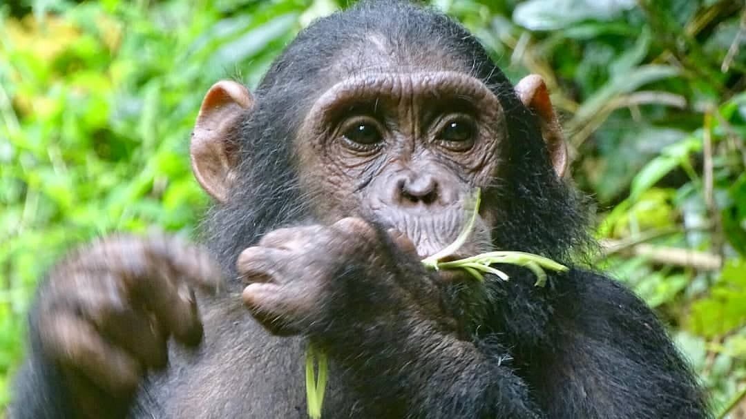 Chimpanzee Trekking Tanzania: The Complete Guide (2026/2027)